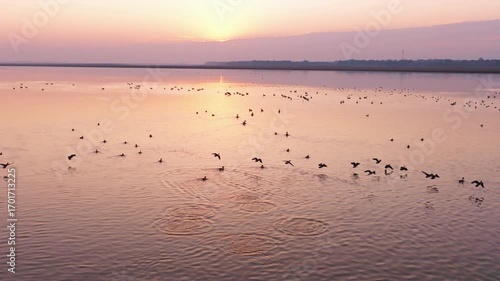 Migratory bird scene in Poyang Lake, Jiangxi Province