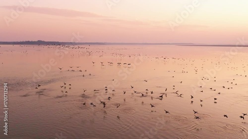 Migratory bird scene in Poyang Lake, Jiangxi Province