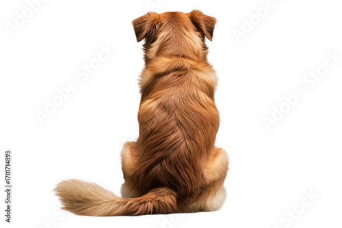 Rear view of a brown dog sitting isolated on transparent background