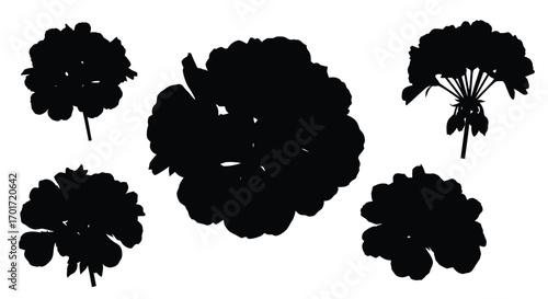 Silhouettes of blooming geranium flower heads and stems in various angles and sizes vector