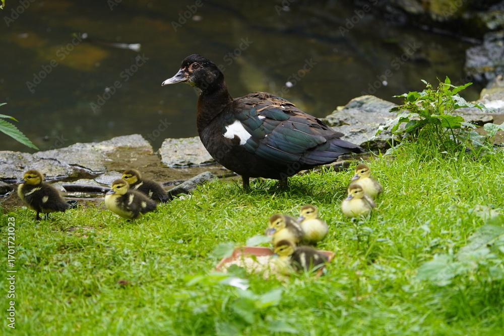 Fototapeta premium Muscovy duck with chicks (Cairina moschata) Walsrode Bird Park, Germany.