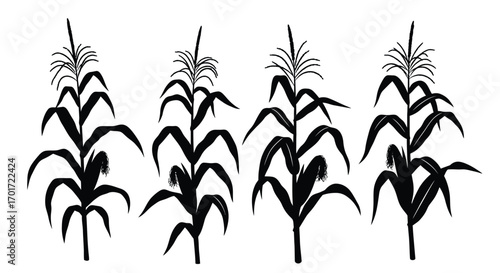 Four detailed silhouettes of ripe corn stalks with ears and tassels standing tall vector