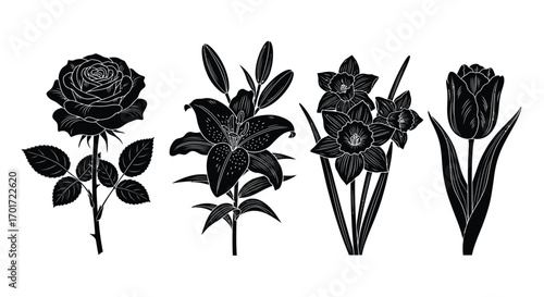 Set of four black silhouette flowers rose lily daffodil tulip isolated botanic garden elements vector