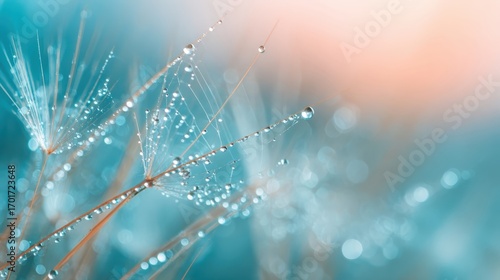 Delicate Dandelion Seeds with Water Droplets, Abstract Macro Photography in Teal and Peach