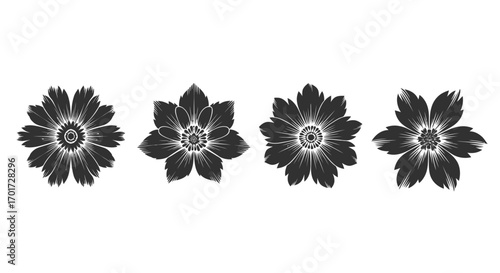 Four detailed black and white daisy flowers in a row with textured petals vector