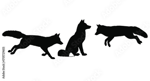 Three silhouettes of foxes in dynamic poses running sitting and leaping animal wildlife vector