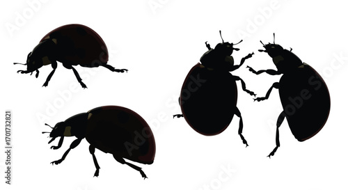 Silhouette of three beetles two facing each other against a vector