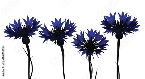 Four vibrant blue cornflowers bloom silhouetted against a clean white backdrop vector