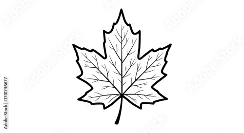 Iconic maple leaf silhouette simple outline for nature autumn and canada symbol
