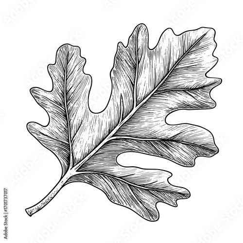 A stylized representation of an autumn maple leaf is shown, characterized by its cartoon-like appearance and focus on a single red fallen leaf, capturing the essence of autumn, and used as a natural