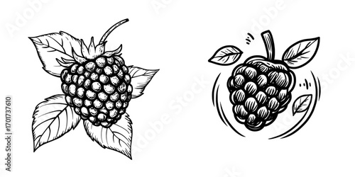 Isolated blackberry fruit, sourced from either modern wild or garden brambles, serves as a vegetarian food option for summer desserts