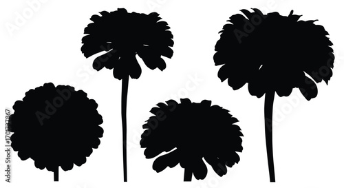 Silhouette of dandelion seed heads against a flora nature botanical vector