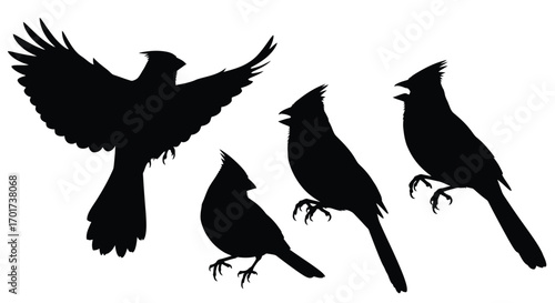 Silhouette collection of four cardinals in various poses flying perching and standing vector