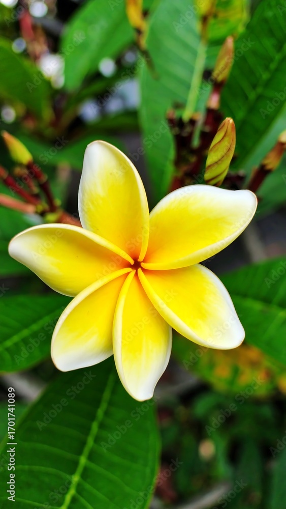 Fototapeta premium Close-up of a vibrant yellow flower