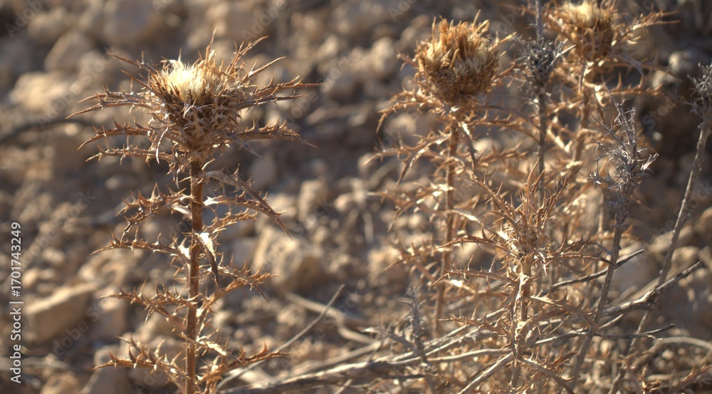 Obraz premium flor seca bajo los rayos del sol