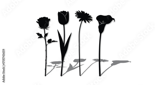 Silhouettes of four different flowers cast shadows on a white surface creating artistic botanical forms vector