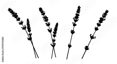 Botanical silhouette of lavender stems against a for elegant design elements vector