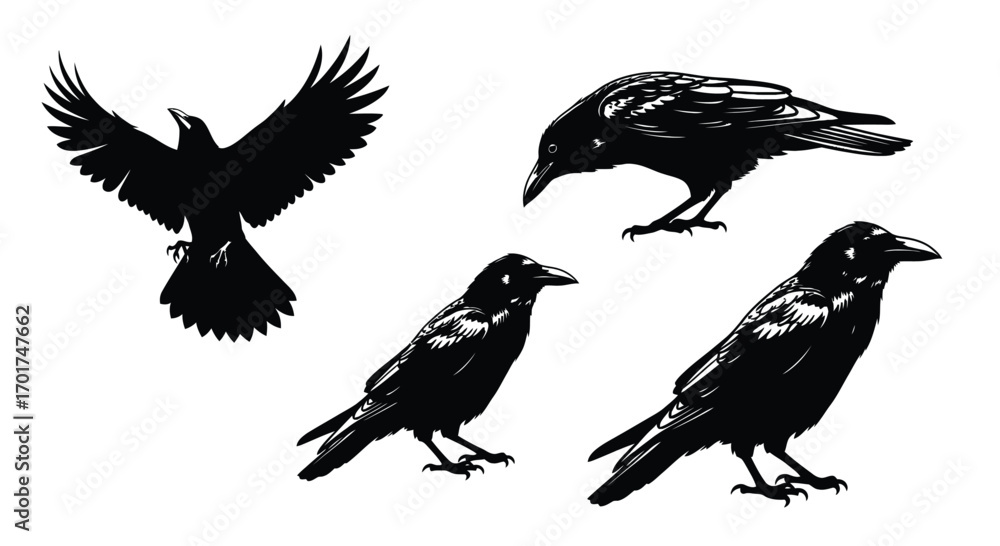 Fototapeta premium Set of four black ravens in various poses ideal for graphic design projects vector