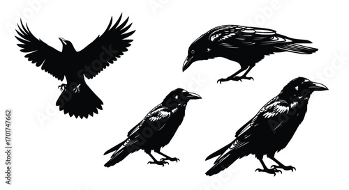 Set of four black ravens in various poses ideal for graphic design projects vector