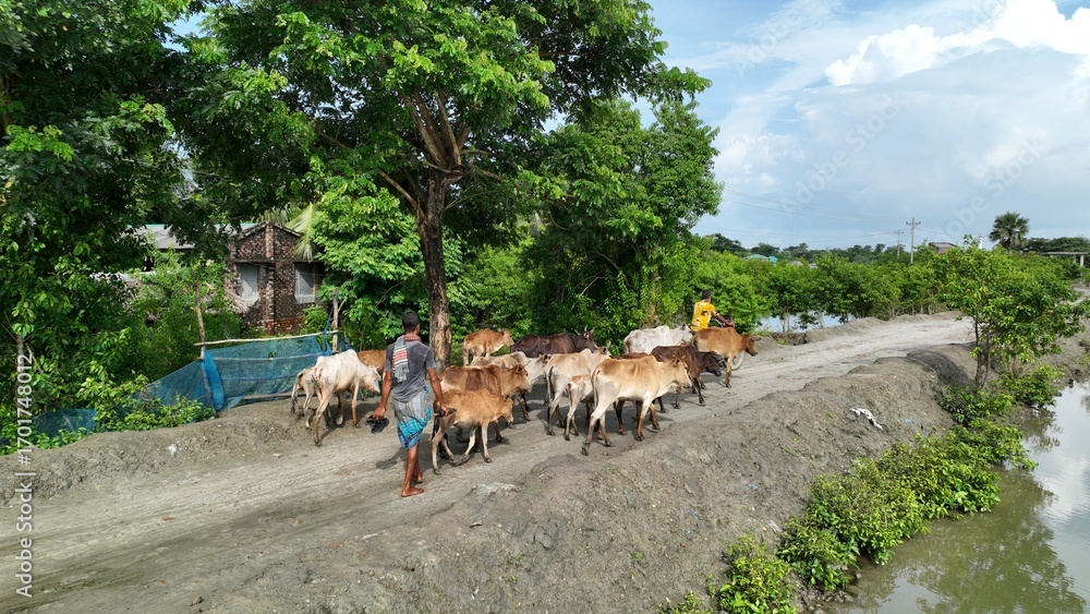 Obraz premium Cattle Herder Leading a Herd of Cows Along a Rural Path in Bangladesh – landscape photo