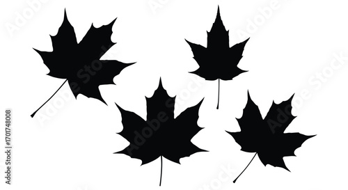 Four dark maple leaf silhouettes with detailed stems for autumn season graphics vector