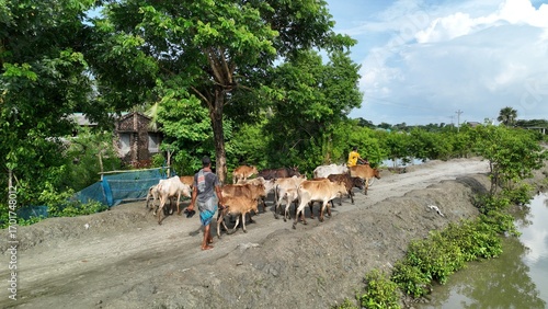 Cattle Herder Leading a Herd of Cows Along a Rural Path in Bangladesh – landscape photo