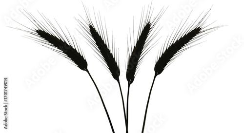 Black whiskers of wheat stalks with delicate silken hairs against a clean vector