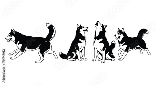Dynamic husky dog poses captured in monochrome sketch style for graphic design projects vector