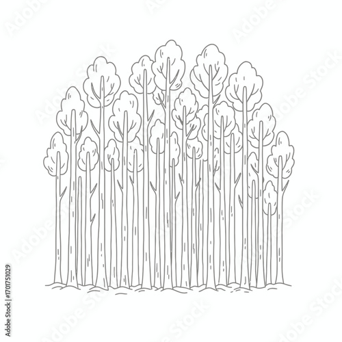 Illustration of a dense forest with tall, slender trees and simple, outlined leaves on a white background.