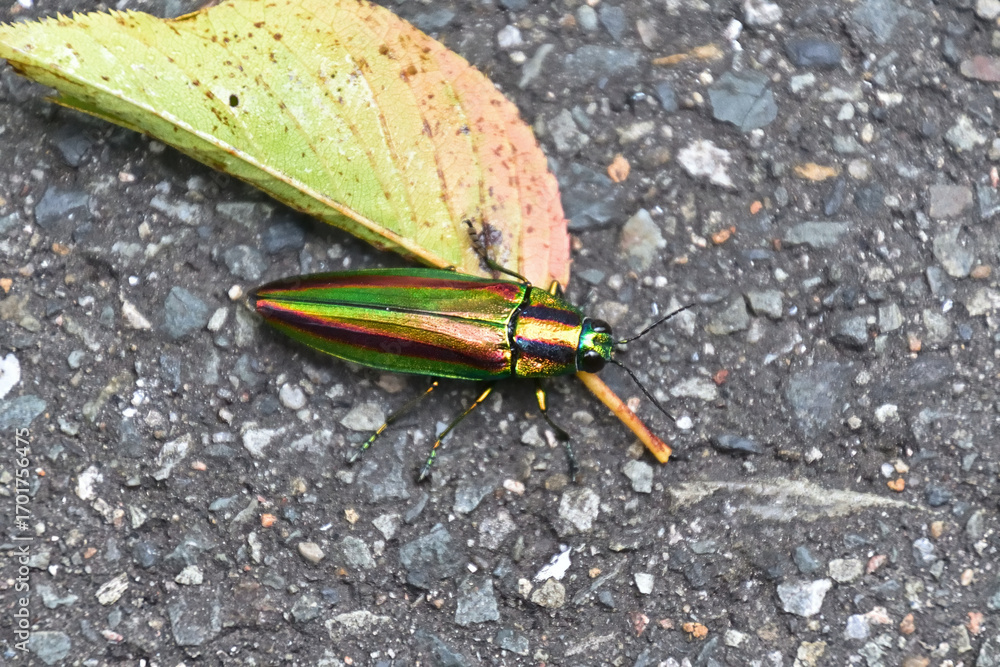 Obraz premium タマムシ