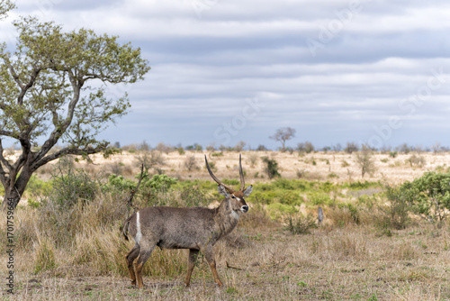 Canvas Print Waterbuck (Kobus ellipsiprymnus) male hanging around in the Kruger National Park
