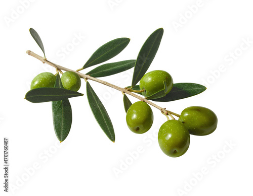 Wallpaper Mural Olive Branch with Leaves and Ripe Olives, Angled View isolated on a transparent background. Torontodigital.ca