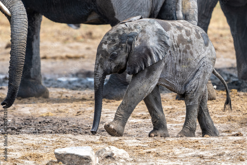 Fototapeta premium Young Elephant playing and drinking at a waterhole in Etosha National Park in Namibia