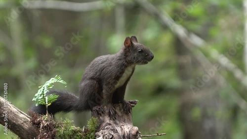 Squirrel (Sciurus vulgaris) Scoiattolo	