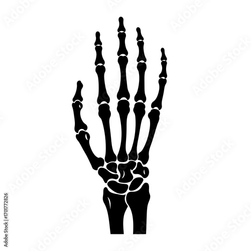 vector illustration of a human skeleton hand bones outline