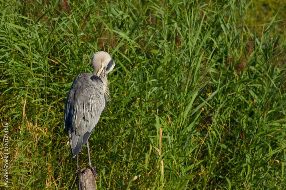 Fototapeta premium Close-up of a grey heron grooming its feathers while standing on a wooden post with reeds in background