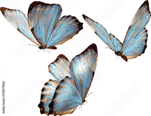 blue butterfly isolated on white