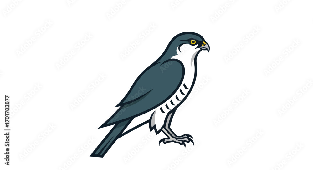 Fototapeta premium Stylized falcon bird of prey illustration isolated on white.