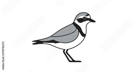 Side view of a small gray and black bird likely a shorebird detailed illustration.