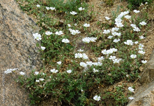 pretty white field chickweed wildflowers in summer  next to granite boulders along upper straight creek trail  near  eisenhower tunnel in the  rocky mountains of colorado     