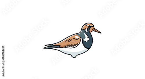 Cute Turnstone Bird Illustration on White Background.