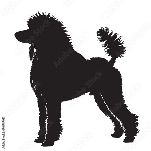 An elegant silhouette of a poodle standing gracefully, , showcasing its distinctive curly coat and refined posture, a symbol of sophistication and charm