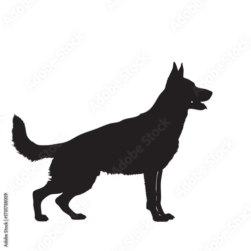 Silhouette of a german shepherd dog standing the dog has pointy ears and a bushy tail, and its mouth is open the dog is looking to the left, and its fur is short