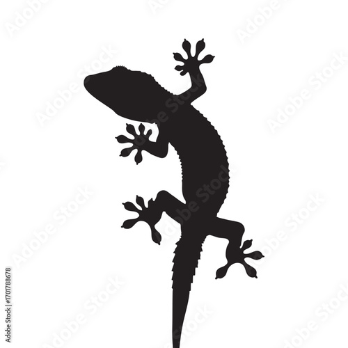 Silhouette of a gecko, showcasing its unique foot structure and scaled skin, a common reptile often found in warm climates, adding a touch of wildlife
