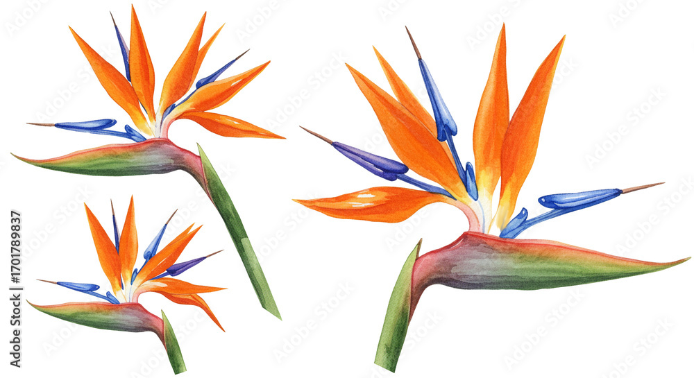 Fototapeta premium Strelitzia on a transparent background.