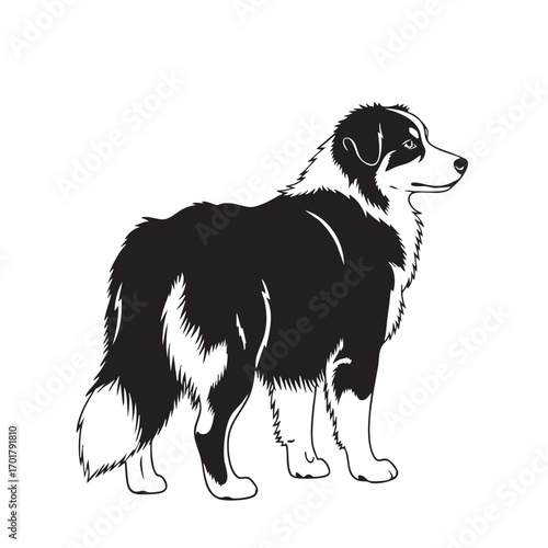 An australian shepherd illustration, , showcasing its distinctive markings and intelligent gaze, capturing the breeds herding instinct and playful nature