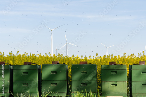 Bienenkasten vor einem Rapsfeld