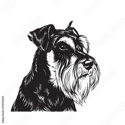 A captivating headshot of a schnauzer, , showcasing its distinctive beard and eyebrows, capturing the breeds intelligence and charm in a minimalist design