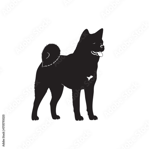 Silhouette of an akita dog standing gracefully against a white backdrop, highlighting its distinctive curled tail and noble posture