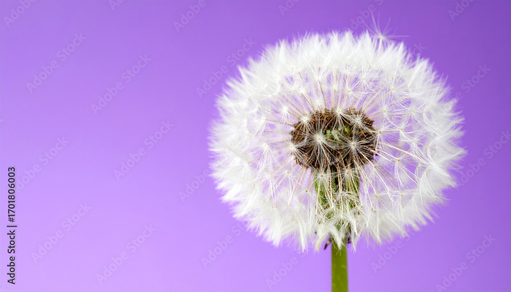 Fototapeta premium Minimalist Dandelion Seed Head Against Pastel Purple Background with Hard Shadow: Abstract Nature, Springtime Simplicity, and Delicate Beauty Concept.